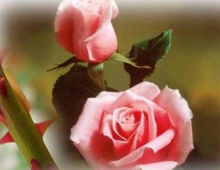 rosa-com-espinhos