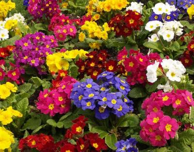 jardim-flores-coloridas